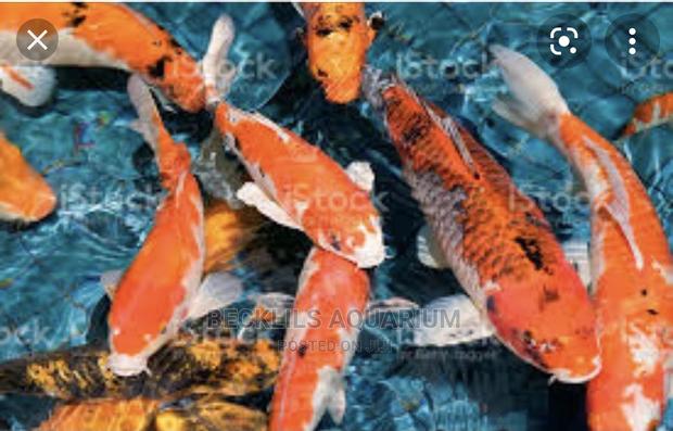 Koi Fishes · Photo 1