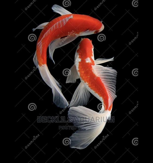 Koi Fishes · Photo 4