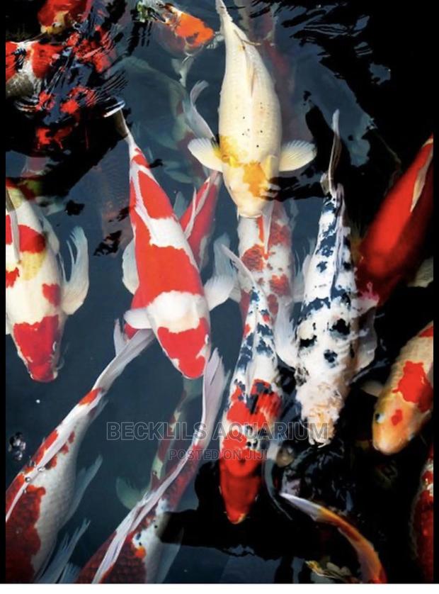 Koi Fishes · Photo 2