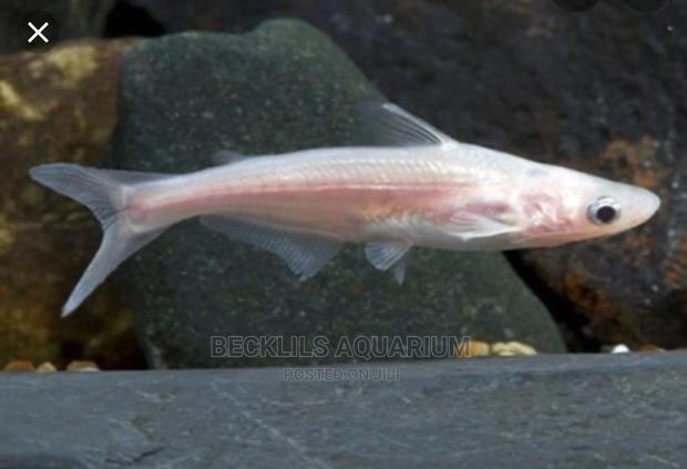 Shark Fishes · Photo 2