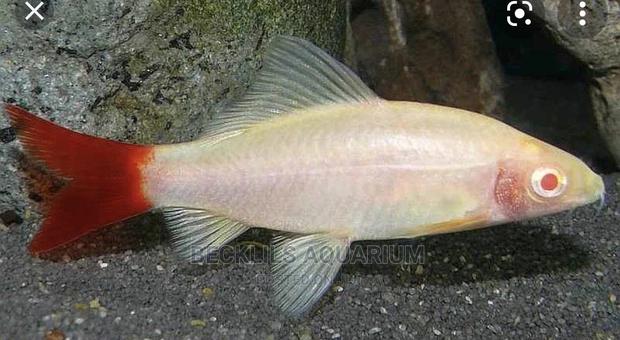 Shark Fishes · Photo 1