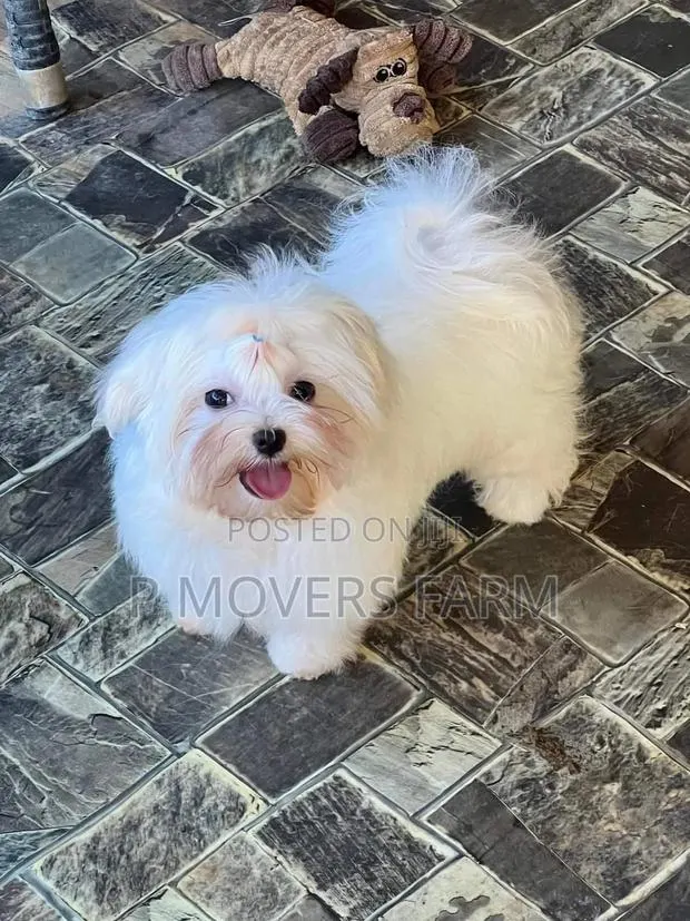 1-3 months Male Purebred Poodle · Photo 1