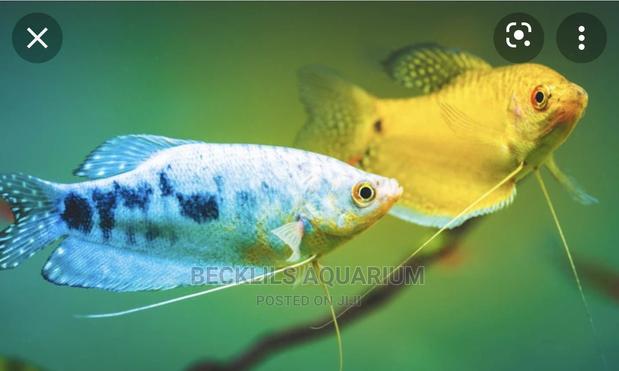 Gourami Fish · Photo 2