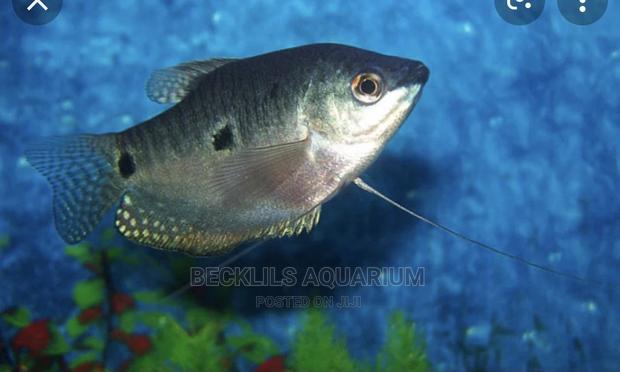 Gourami Fish · Photo 4