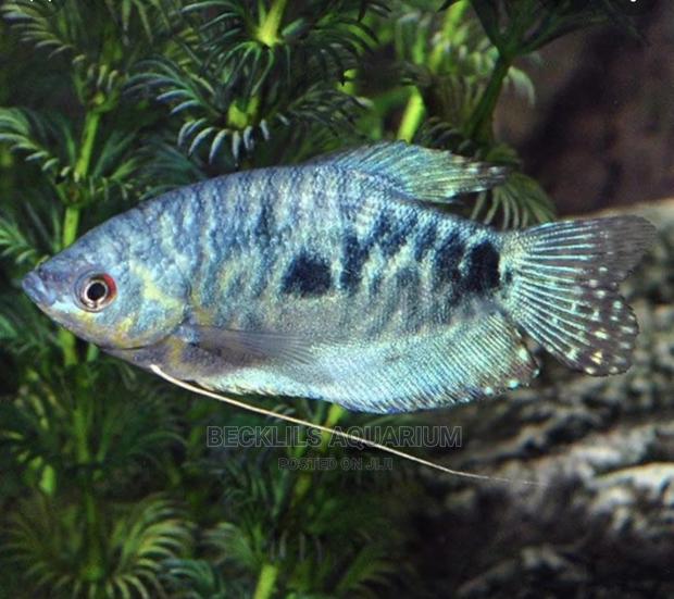 Gourami Fish · Photo 3