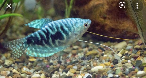 Gourami Fish · Photo 6