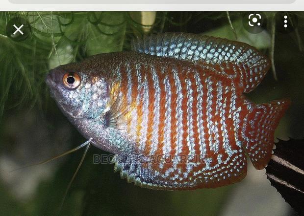 Gourami Fish · Photo 1