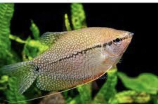 Gourami Fish · Photo 5
