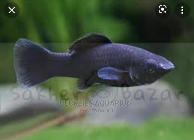 Mollies ( Available in Different Colors) · Photo 2