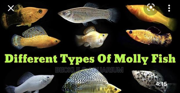 Mollies ( Available in Different Colors) · Photo 3