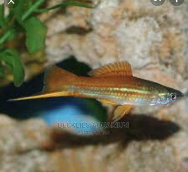 Swordtail Fish · Photo 2