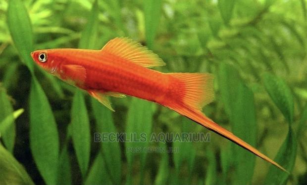 Swordtail Fish · Photo 1
