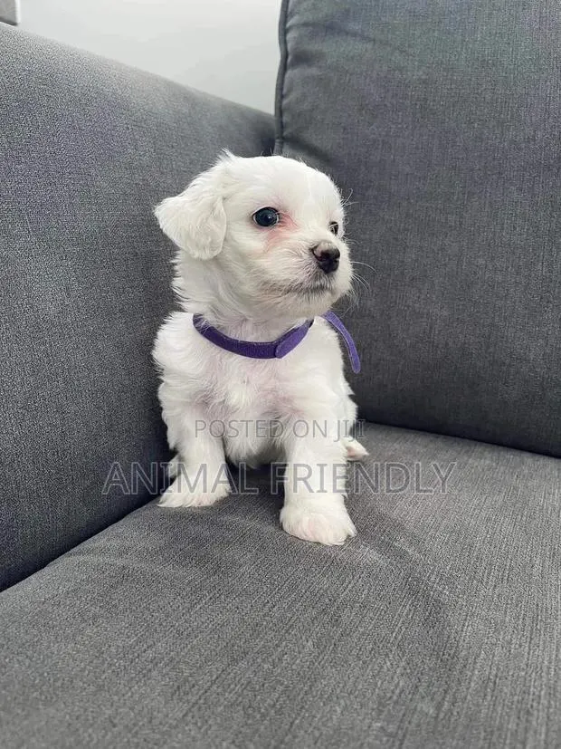 1-3 months Male Purebred Lhasa Apso · Photo 1