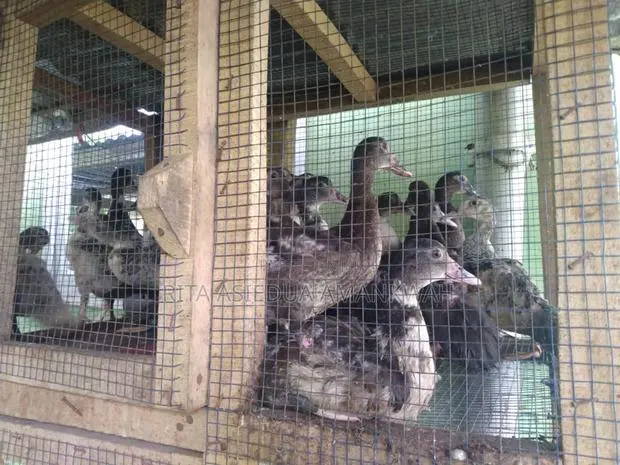 Fertile Muscovy Duck Eggs and Ducklings for Sale · Photo 1