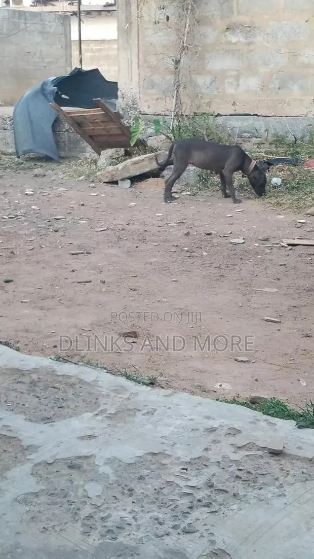 6-12 months Female Purebred American Pit Bull Terrier · Photo 1
