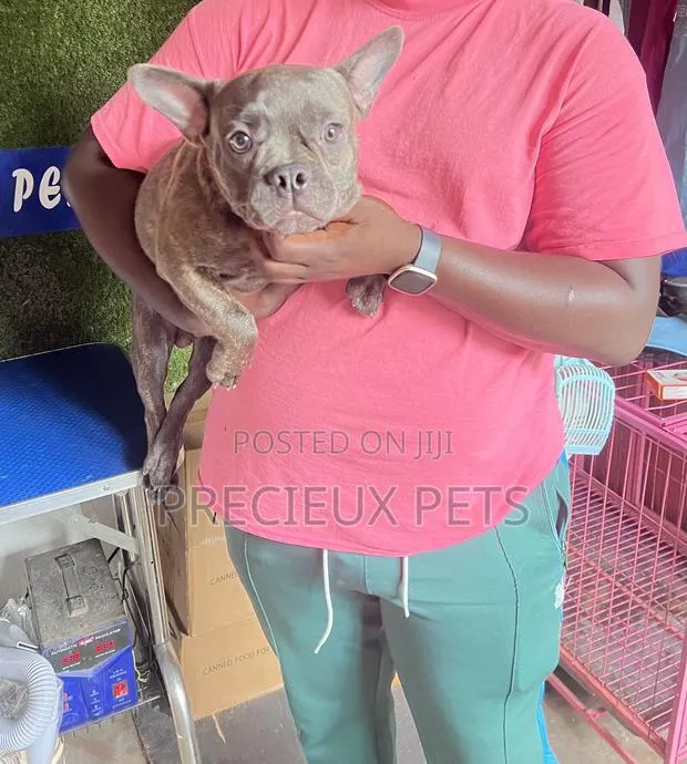 3-6 months Male Purebred French Bulldog · Photo 1
