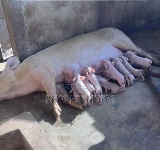 Pigs for Sale at Asikuma · Photo 1