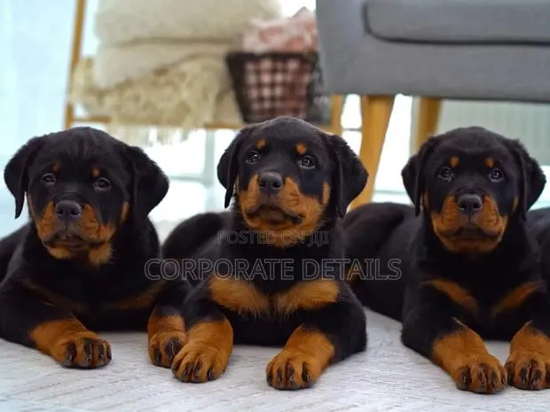 1-3 months Male Purebred Rottweiler · Photo 1