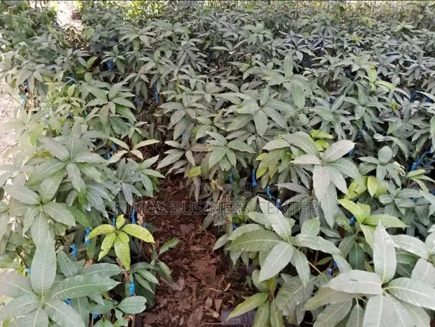 Mango Seedlings · Photo 1