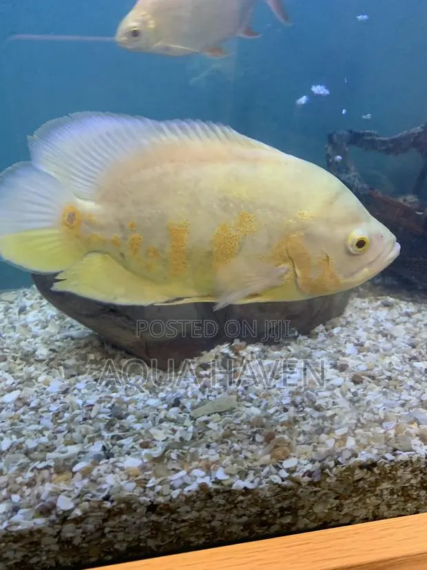 Albino Tiger Oscar Fish · Photo 1
