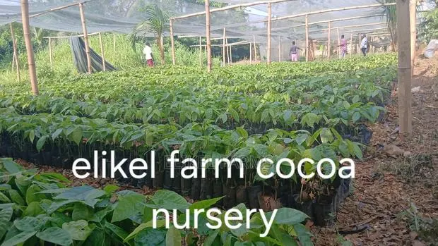 High Yielding Hybrid Cocoa Seedlings for Sale.Bulk Purchase Only · Photo 1