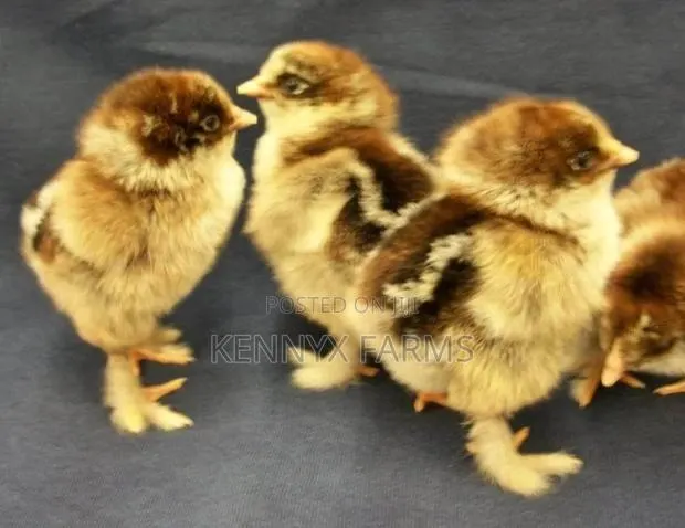 Brahma Day Old · Photo 1