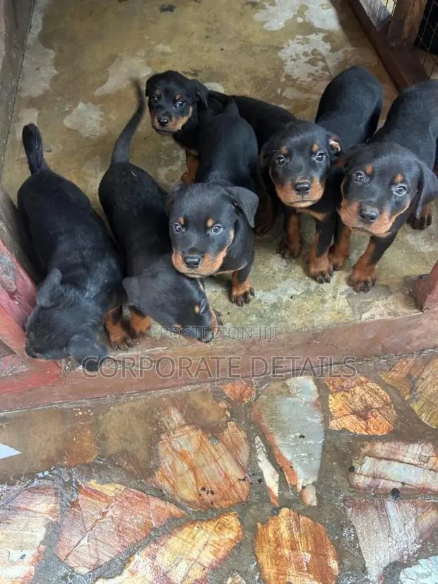 1-3 months Female Purebred Rottweiler · Photo 1