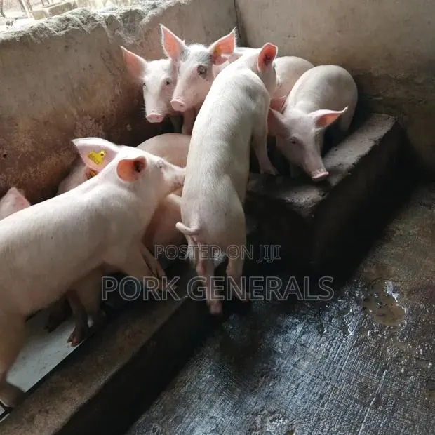 Weaners Pigs Available for Sale · Photo 3