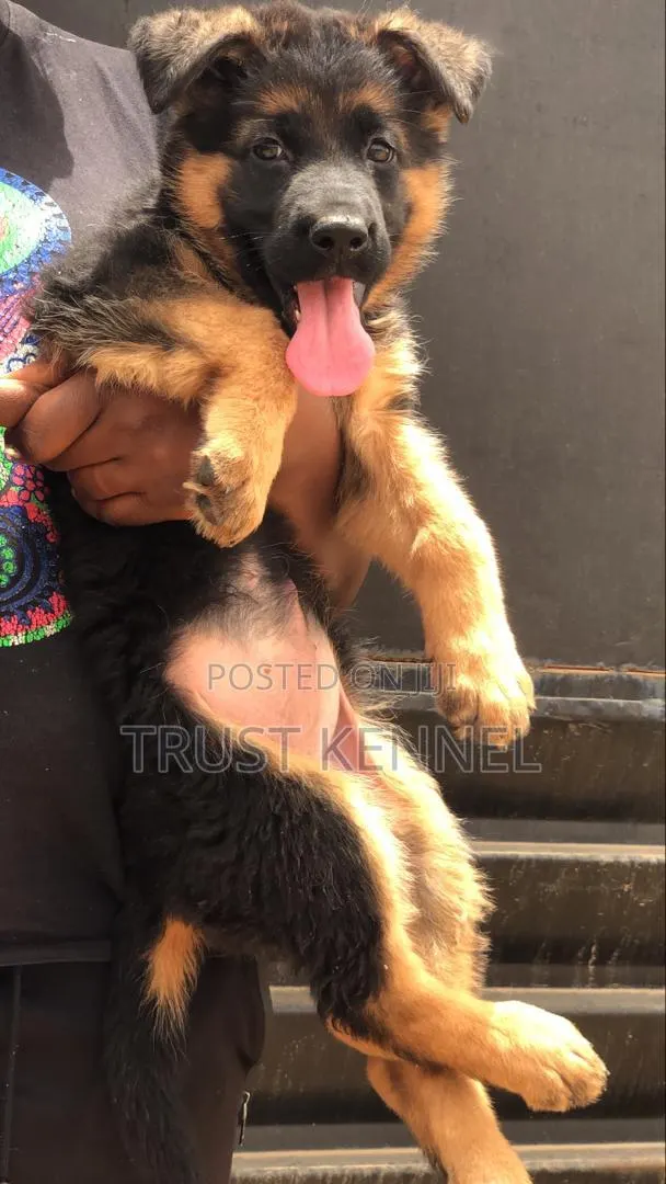 1-3 months Female Purebred Boerboel · Photo 1