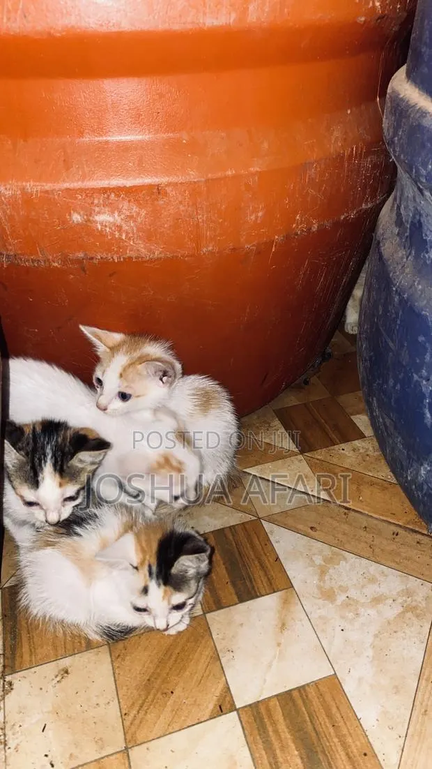 1-3 months Female Purebred Cat · Photo 1