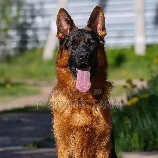 1-3 Months Male Purebred German Shepherd · Photo 1