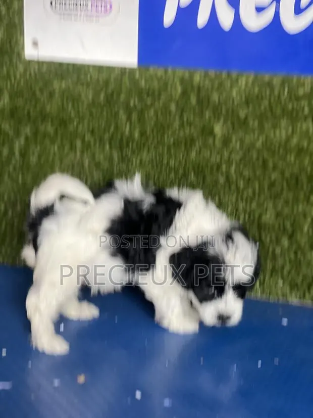 1-3 months Male Purebred Poodle · Photo 2