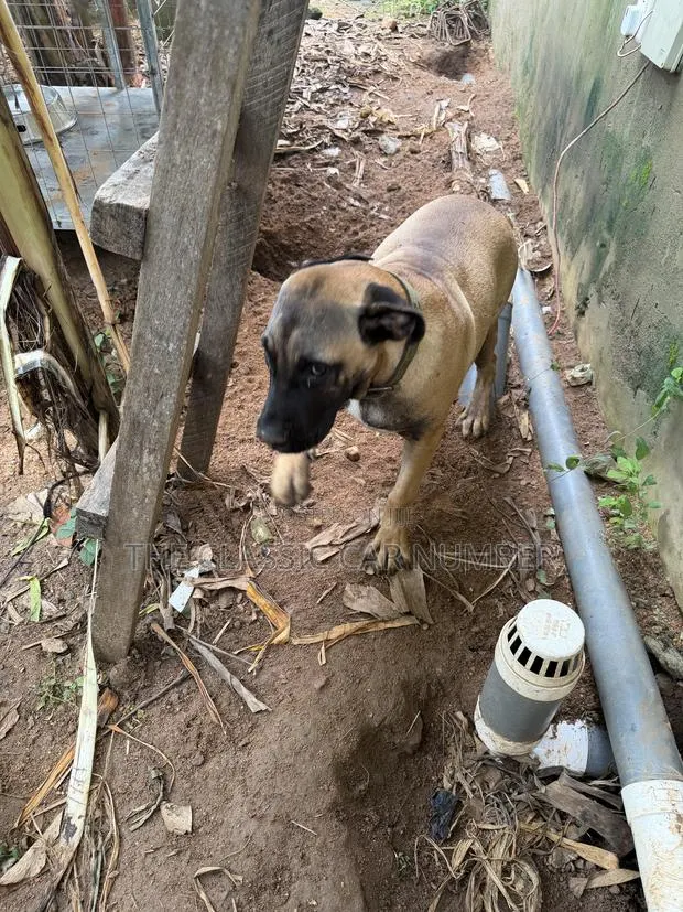 Adult Boerboel Available For Crossing · Photo 3