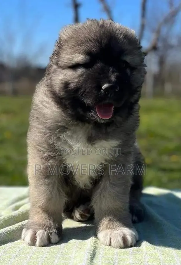 1-3 months Female Purebred Caucasian Shepherd · Photo 1