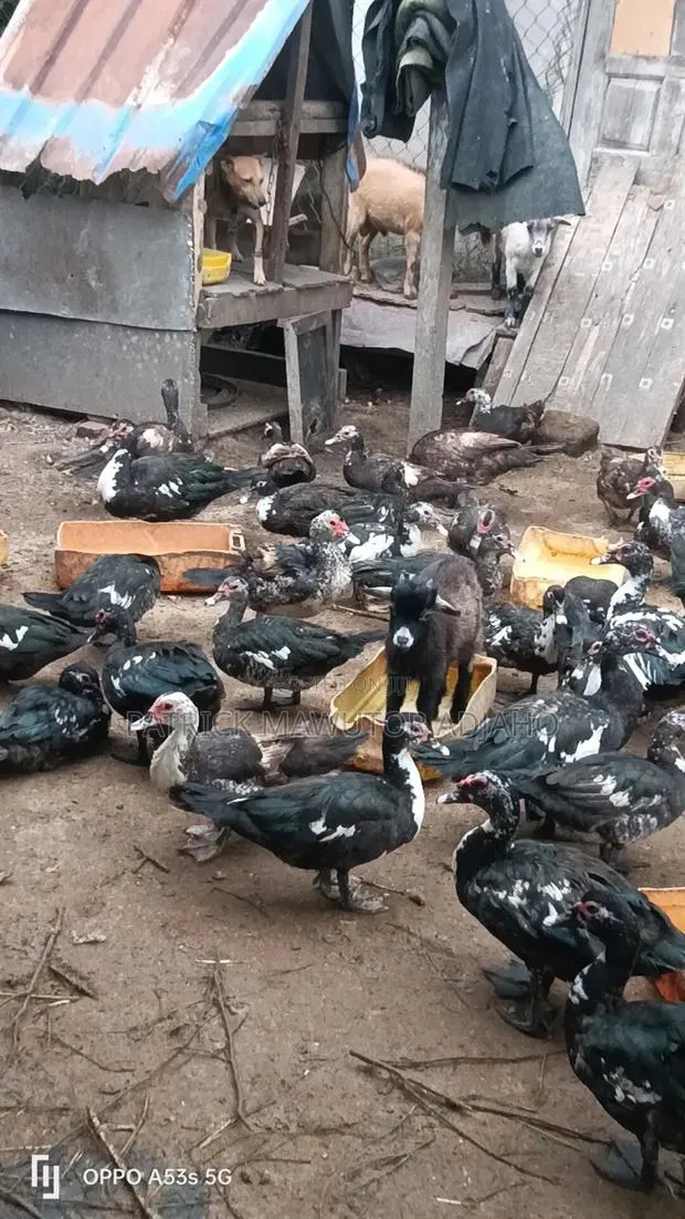 Matured Muscovy Ducks for Sale · Photo 1