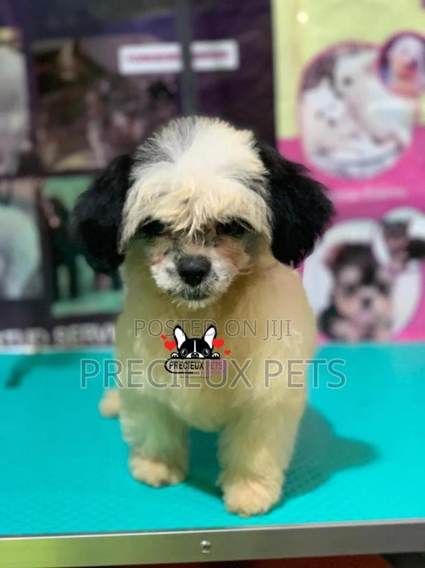 Puppy Grooming Services 0001 · Photo 1
