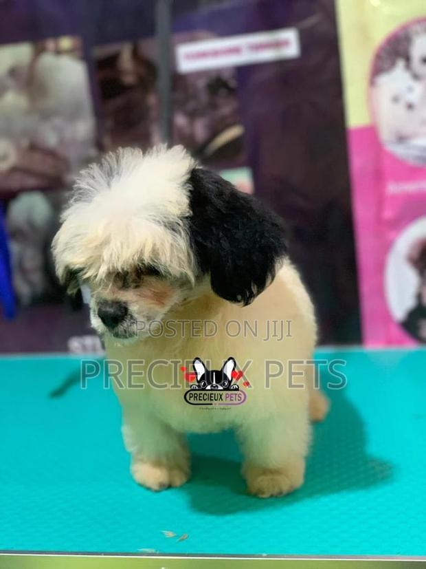 Puppy Grooming Services 0001 · Photo 3