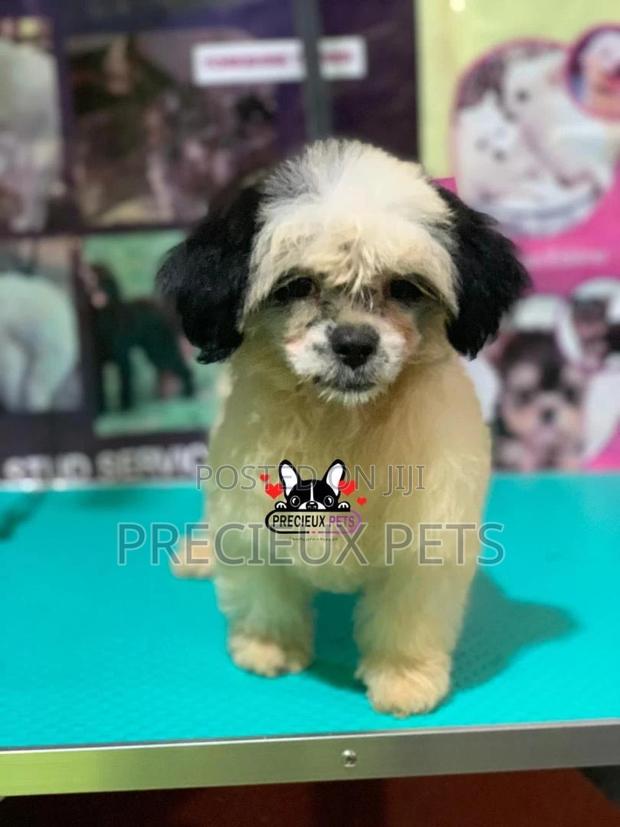 Puppy Grooming Services 0001 · Photo 4