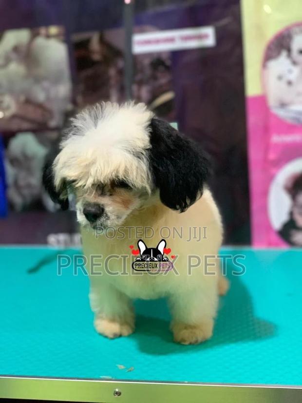 Puppy Grooming Services 0001 · Photo 2