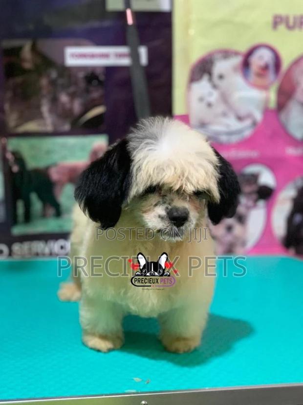 Puppy Grooming Services 0001 · Photo 5