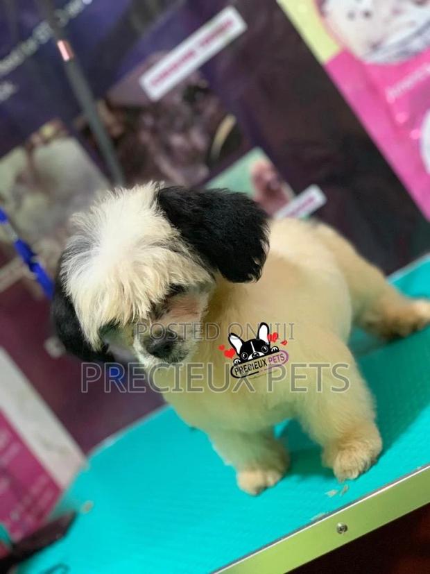Puppy Grooming Services 0001 · Photo 7