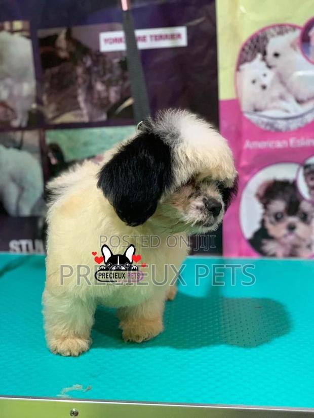 Puppy Grooming Services 0001 · Photo 8