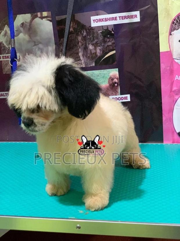 Puppy Grooming Services 0001 · Photo 6