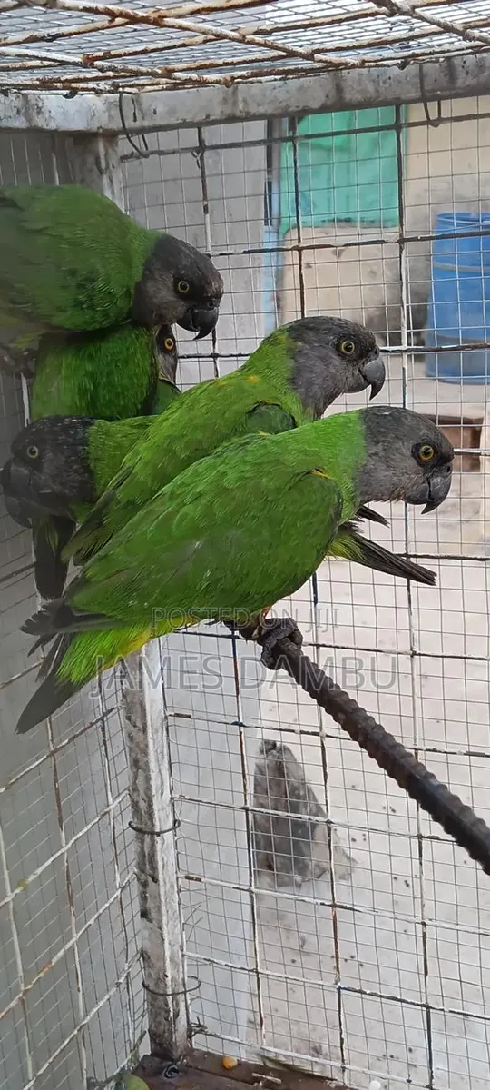 Senegalese Parrots Available · Photo 2