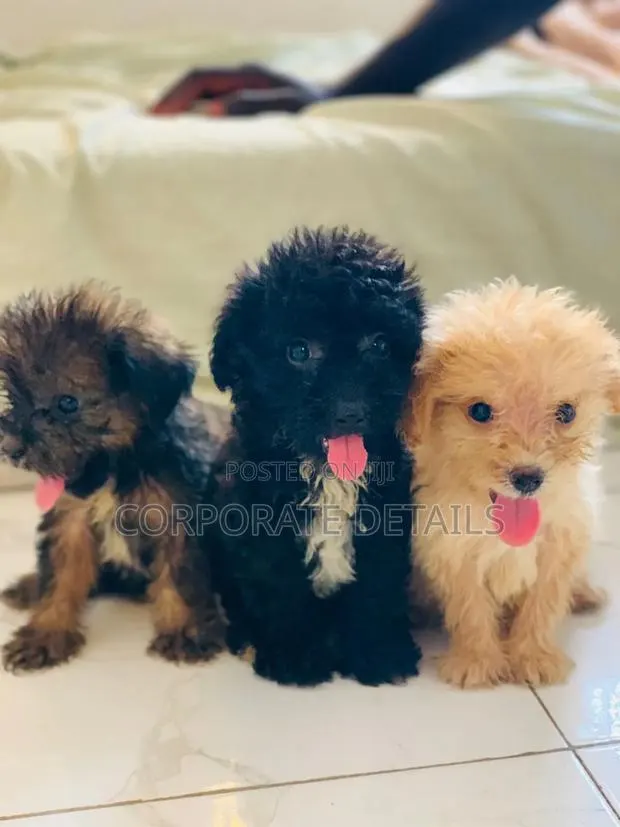 1-3 months Female Purebred Poodle · Photo 1