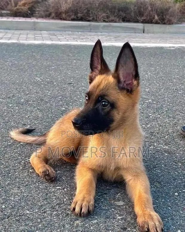 1-3 months Male Purebred Belgian Malinois · Photo 1
