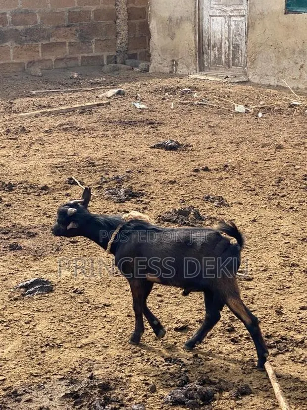 Pritiyad Farm · Photo 1