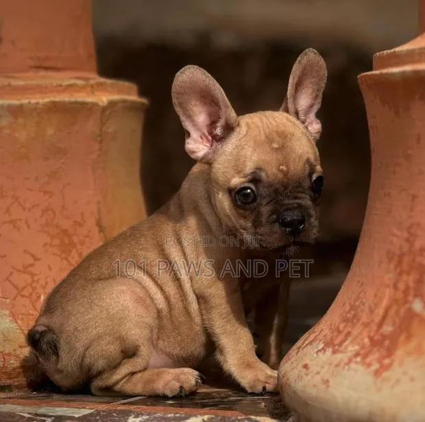 1-3 months Female Purebred French Bulldog · Photo 1