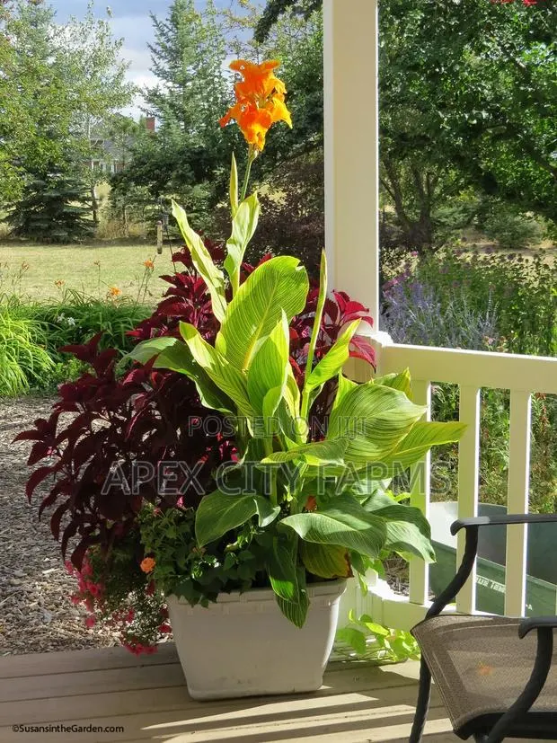 Canna Lilies Outdoor Flowers. Poted /Non Poted · Photo 1