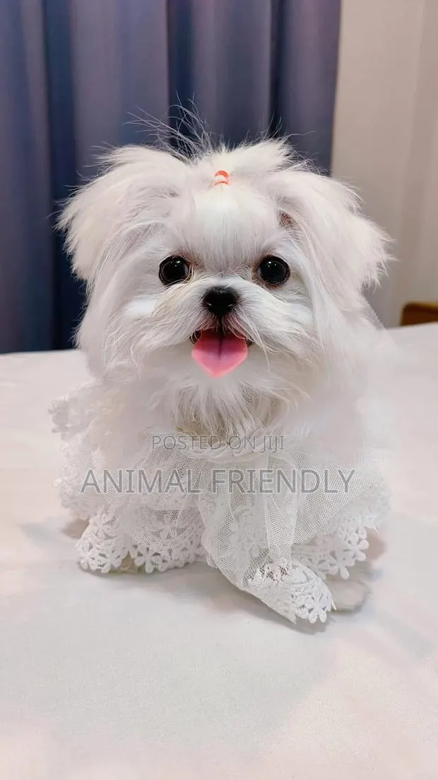 1-3 months Female Purebred Poodle · Photo 1